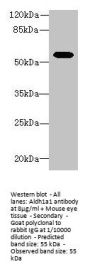 Aldh1a1 Antibody