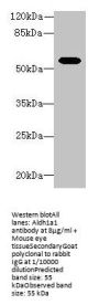 Aldh1a1 Antibody