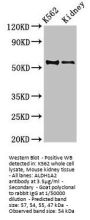 ALDH1A2 Antibody