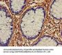 ALDH1A2 Antibody