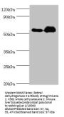 ALDH1A2 Antibody