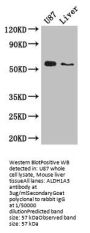 ALDH1A3 Antibody