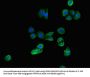 ALDH1A3 Antibody