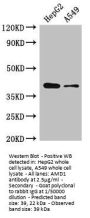 AMD1 Antibody