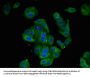 AMD1 Antibody
