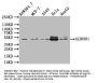 ALDH3B1 Antibody
