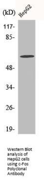 FOS Antibody