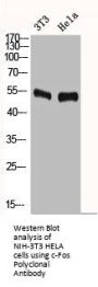 FOS Antibody