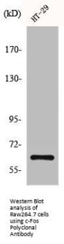 FOS Antibody