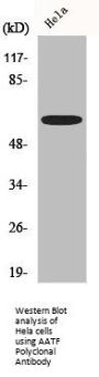 Che-1 Polyclonal Antibody