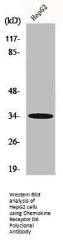 ACKR2 Antibody