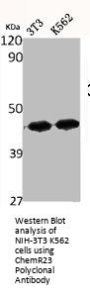 CMKLR1 Antibody
