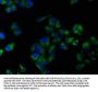 ALOX15 Antibody