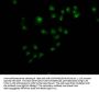 ALOX5 Antibody
