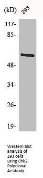 CHEK2 Antibody