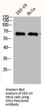 CHEK2 Antibody