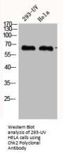 CHEK2 Antibody