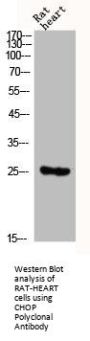 DDIT3 Antibody
