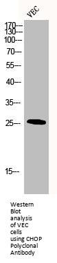 DDIT3 Antibody