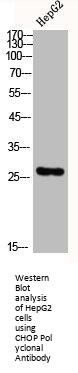 DDIT3 Antibody