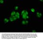 ALX3 Antibody