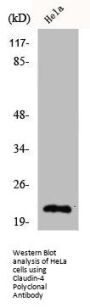 CLDN4 Antibody