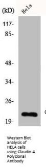 CLDN4 Antibody