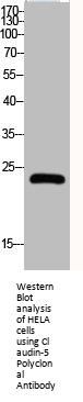 CLDN5 Antibody