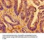 AMPD2 Antibody