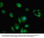 AMPD2 Antibody