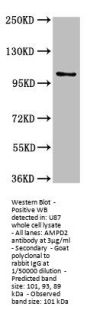 AMPD2 Antibody