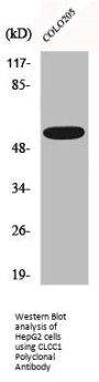 CLCC1 Polyclonal Antibody