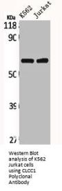 CLCC1 Polyclonal Antibody