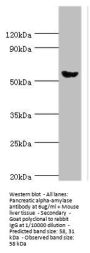 AMY2A Antibody
