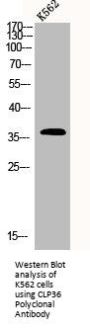 PDLIM1 Antibody