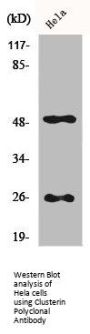 CLU Antibody