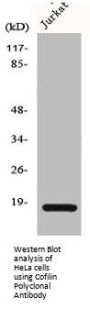 CFL1/CFL2 Antibody