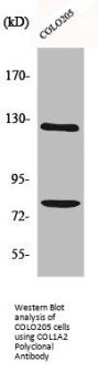 COL1A2 Antibody