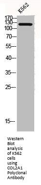 COL2A1 Antibody