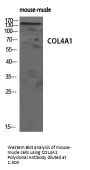 COL4A1 Antibody
