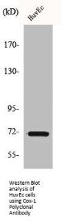 PTGS1 Antibody