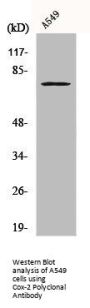 PTGS2 Antibody