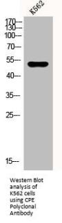 CPE Antibody