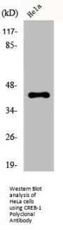 CREB1 Antibody