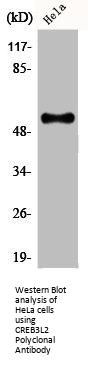 CREB3L2 Antibody