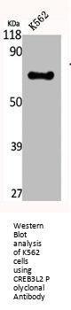 CREB3L2 Antibody