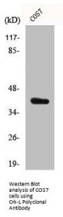 CRKL Antibody