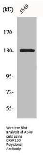 MED23 Antibody