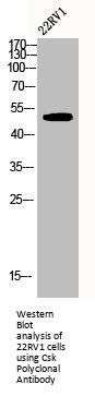 CSK Antibody