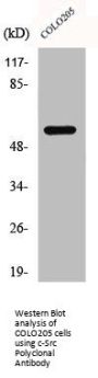 SRC Antibody